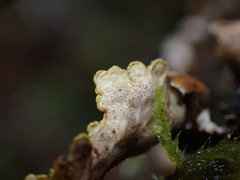 Pseudocyphellaria