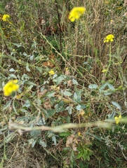 Rhamphospermum nigrum