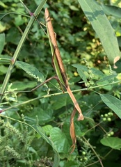 Tenodera angustipennis