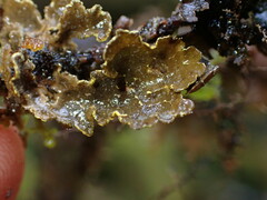 Pseudocyphellaria