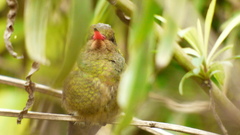 Hylocharis chrysura