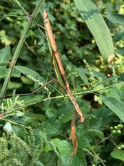 Tenodera angustipennis