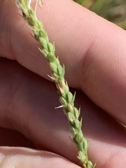 Oenothera glaucifolia