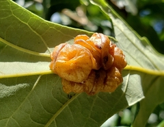 Andricus nigricens