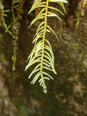 Kindbergia oregana