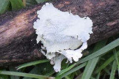 Parmotrema hypotropum