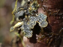 Pseudocyphellaria