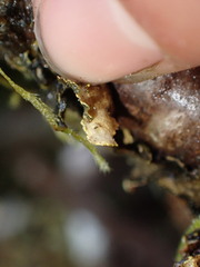 Pseudocyphellaria