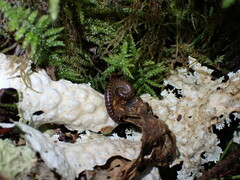 Blaniulus guttulatus