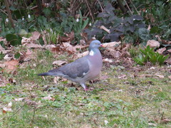 Columba palumbus