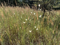 Oenothera glaucifolia