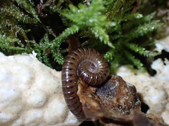 Blaniulus guttulatus