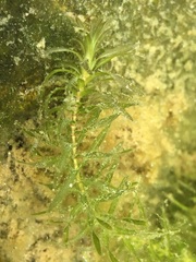 Elodea canadensis