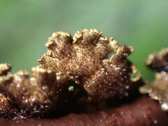 Pseudocyphellaria