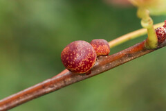 Kokkocynips imbricariae