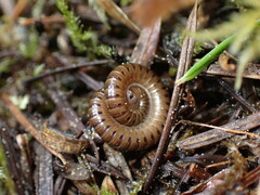 Blaniulus guttulatus