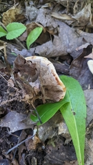 Hydnellum concrescens