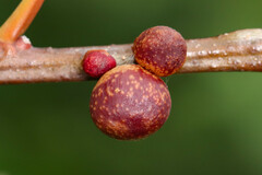 Kokkocynips imbricariae