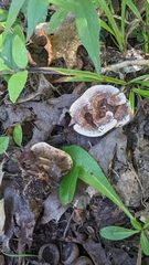 Hydnellum concrescens