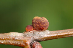 Kokkocynips imbricariae