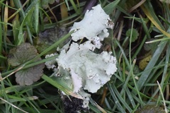 Parmotrema hypotropum