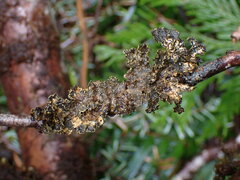 Pseudocyphellaria