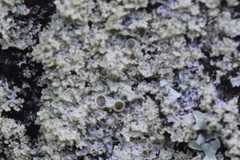 Physcia millegrana
