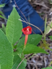 Ipomoea coccinea