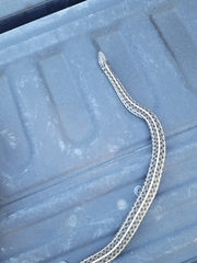 Thamnophis radix
