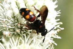 Scolia nobilitata