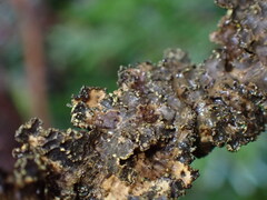 Pseudocyphellaria