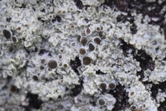 Physcia millegrana