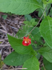 Ipomoea coccinea