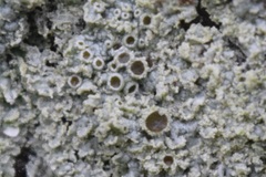 Physcia millegrana
