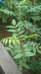 Tetradium glabrifolium