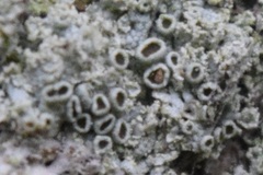 Physcia millegrana