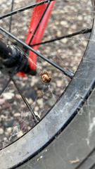 Steatoda triangulosa