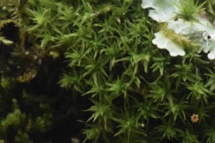 Atrichum angustatum