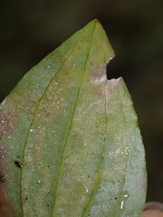 Aulagromyza cornigera