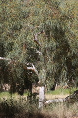 Eucalyptus camaldulensis arida