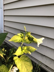 Mirabilis nyctaginea