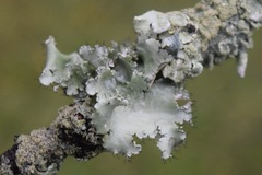 Parmotrema hypotropum