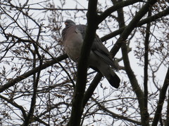 Columba palumbus