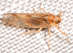 Javesella pellucida