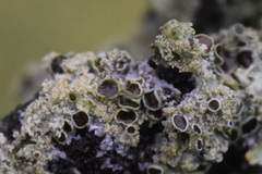 Physcia millegrana