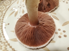 Agaricus