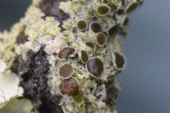 Physcia millegrana