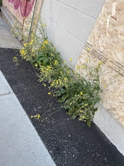 Sonchus arvensis