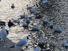 Chroicocephalus ridibundus