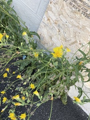 Sonchus arvensis